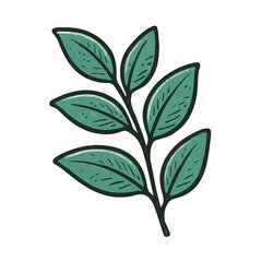 Eucalyptus